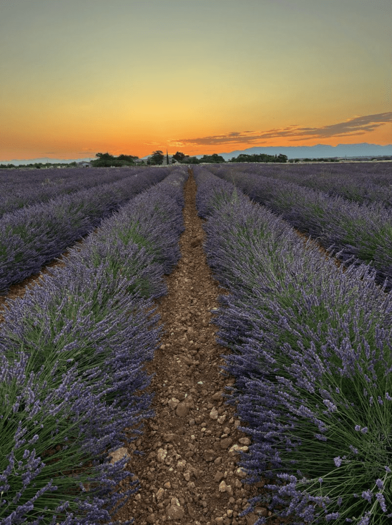 Rangées de lavande en fleurs bleues