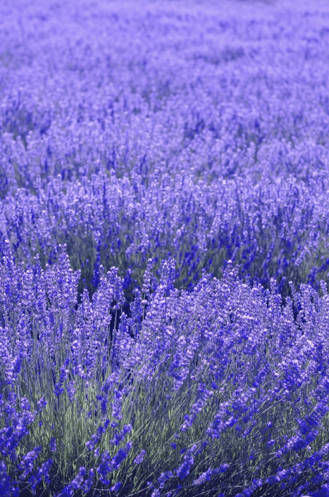 Champ de lavande en fleurs bleues