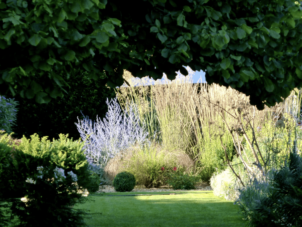 Petit arbuste fleurs bleues dans un jardin