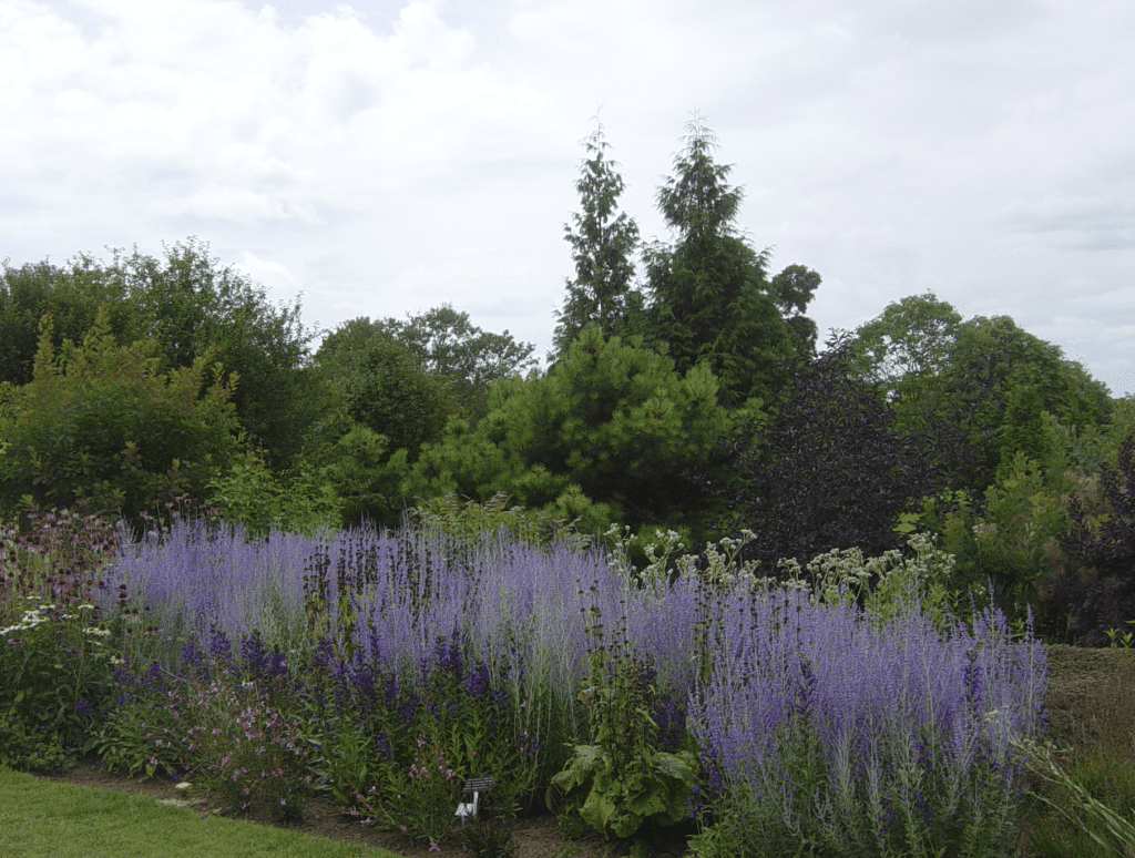 Massif de lavande dans un jardin