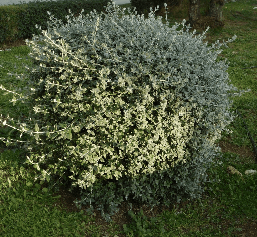 Petit arbuste au feuillage gris-argenté dans un jardin