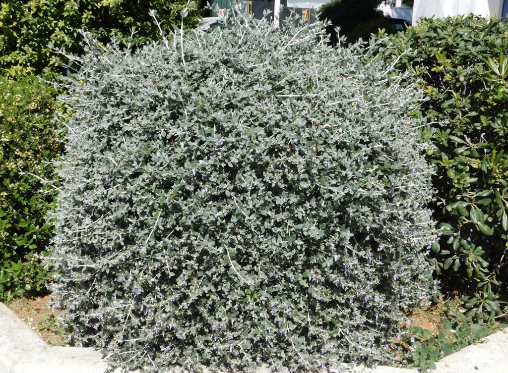 Petit arbuste au feuillage gris-argenté dans un jardin