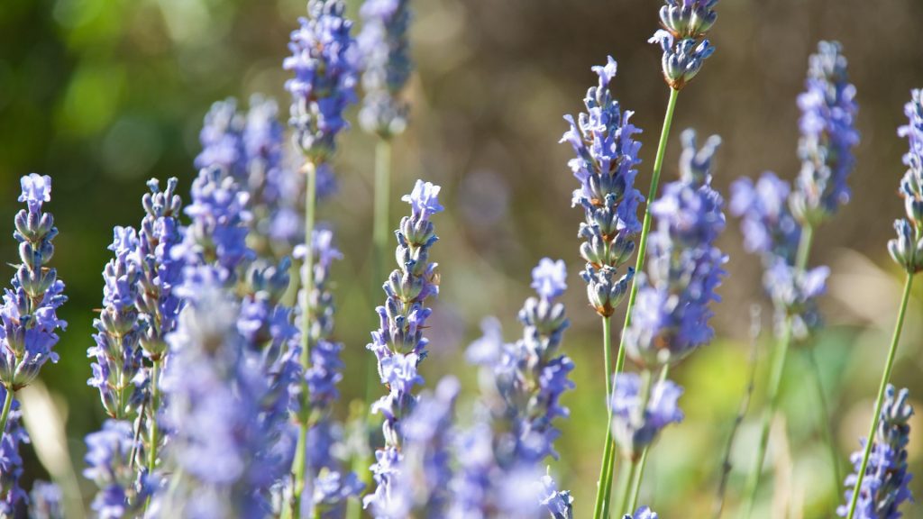 Fleurs bleues de lavande en plein soleil