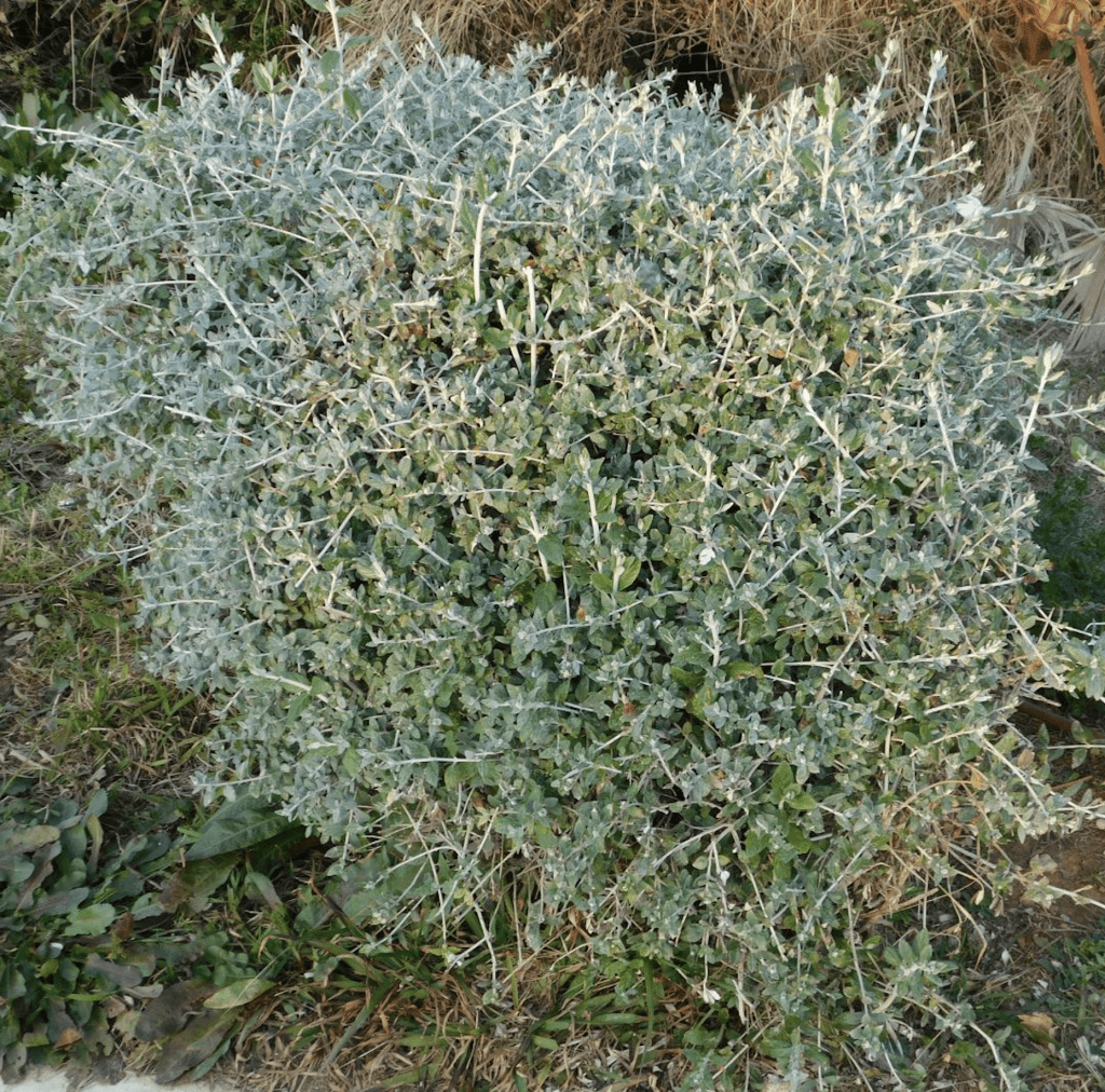 Petit arbuste au feuillage gris-argenté dans un jardin