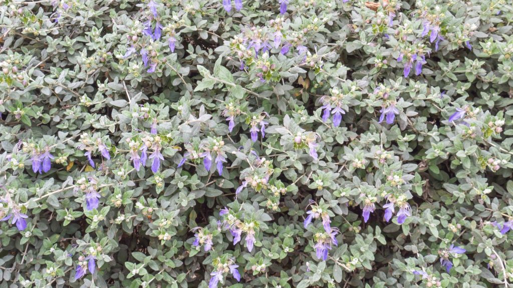 Arbuste aux fleurs bleues dans le jardin