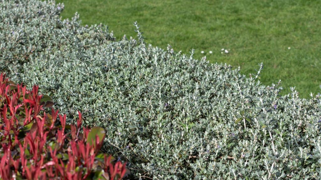 Arbuste au feuillage gris-argenté dans le jardin