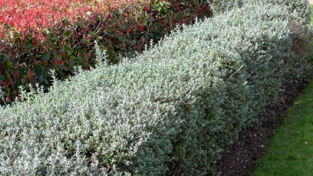 Arbuste au feuillage gris-argenté dans le jardin