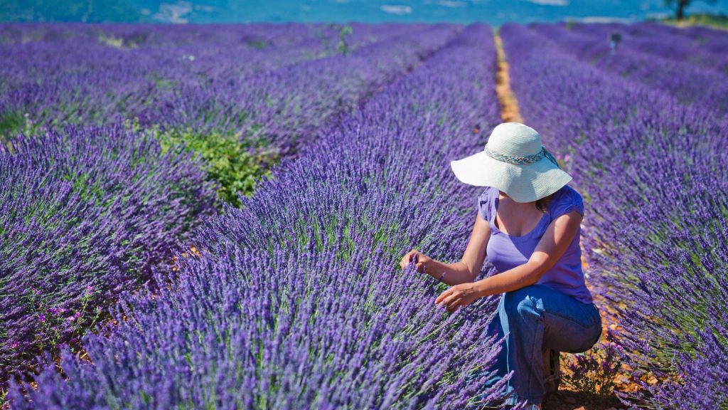 Femme dans un champ de lavande en fleurs bleues