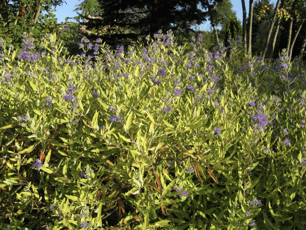 Petit arbuste avec fleurs bleues dans le jardin