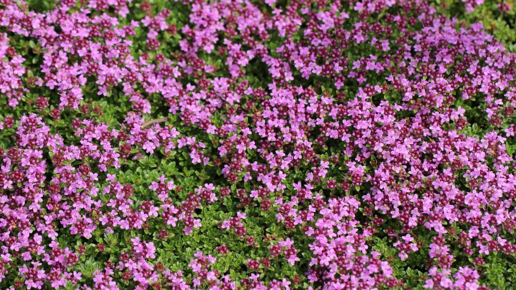 Thym rampant rose anti-mauvaises herbes