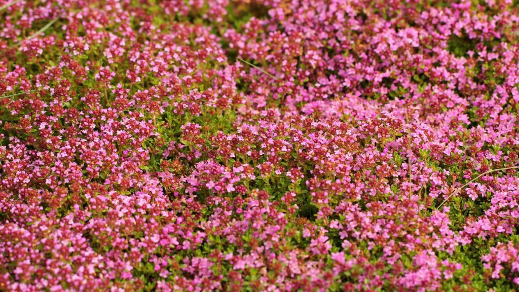 Tapis de fleurs roses empêchant les mauvaises herbes de pousser