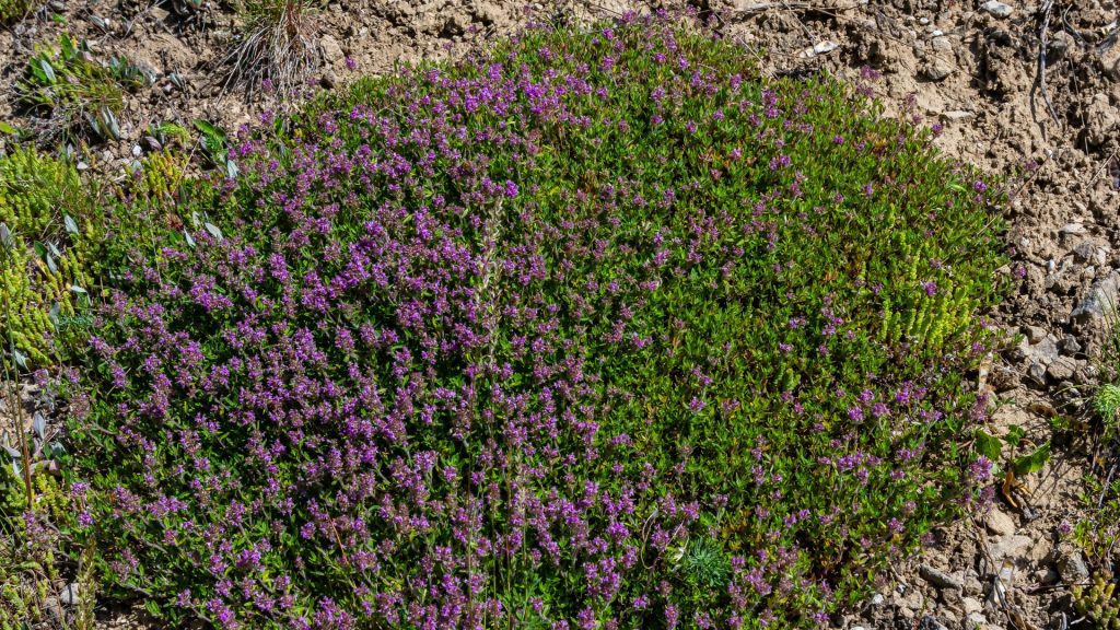 Plantes rampantes violet bloquant les mauvaises herbes