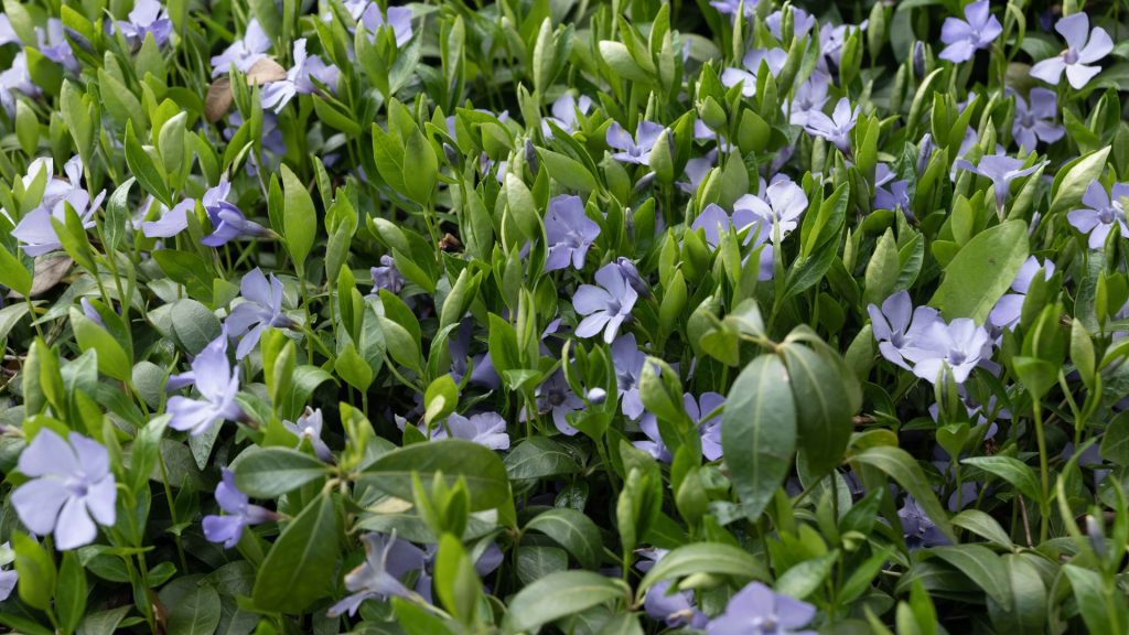Pervenche qui empêche les mauvaises herbes de pousser