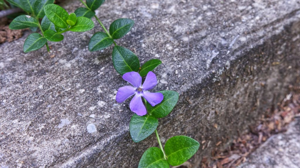 Pervenche grimpante couvre-sol