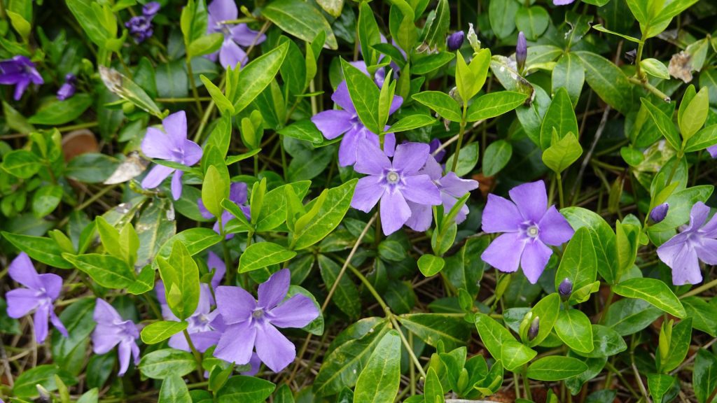 Pervenche grimpante couvre-sol