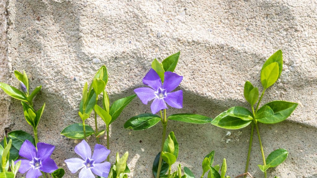 Pervenche grimpante couvre-sol