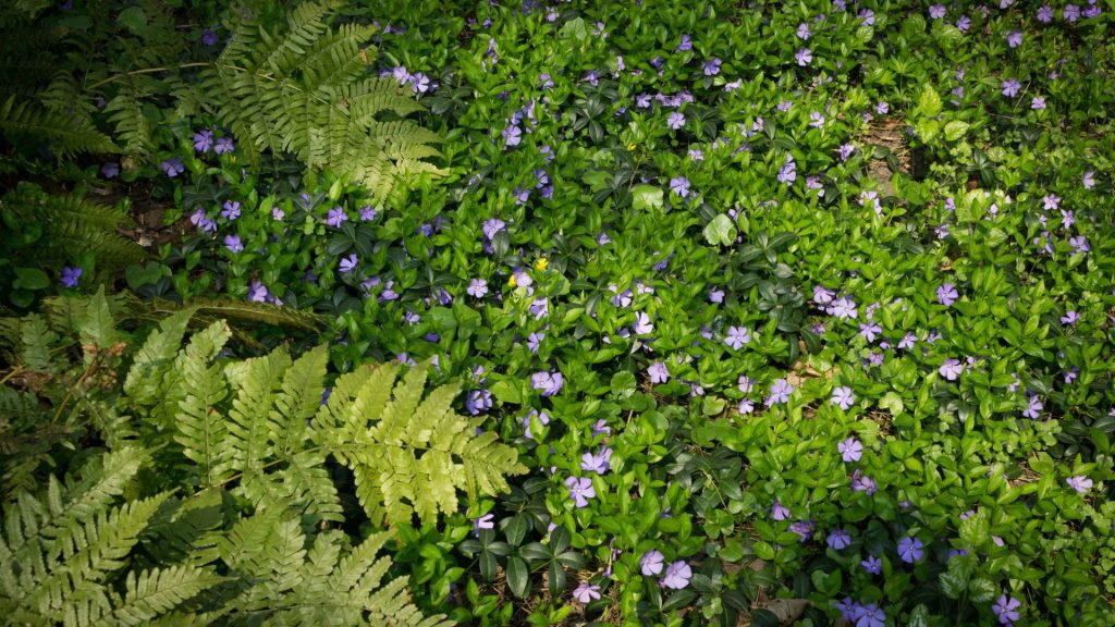 Pervenche bleue couvre-sol anti-mauvaises herbes