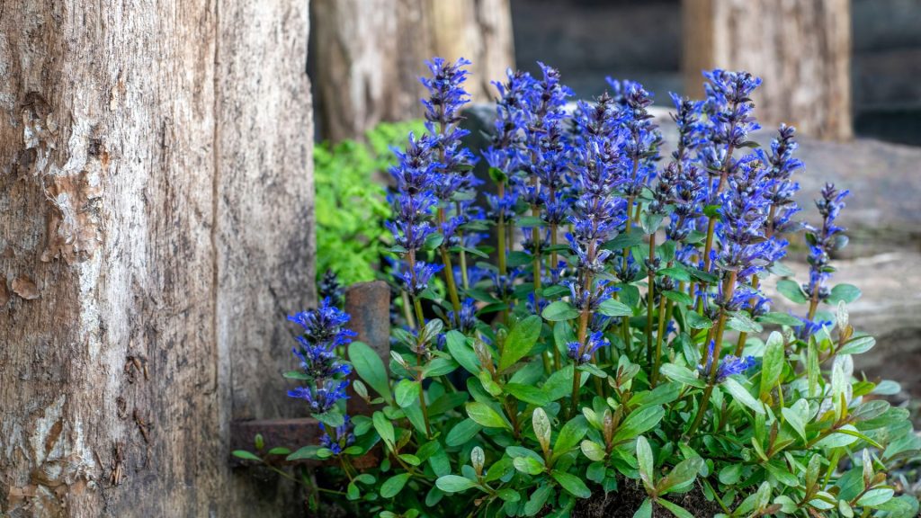 Bugle rampante qui étouffe les mauvaises herbes