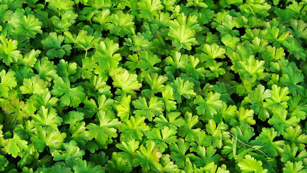 Feuillage vert dense en éventail couvre-sol anti-mauvaises herbes