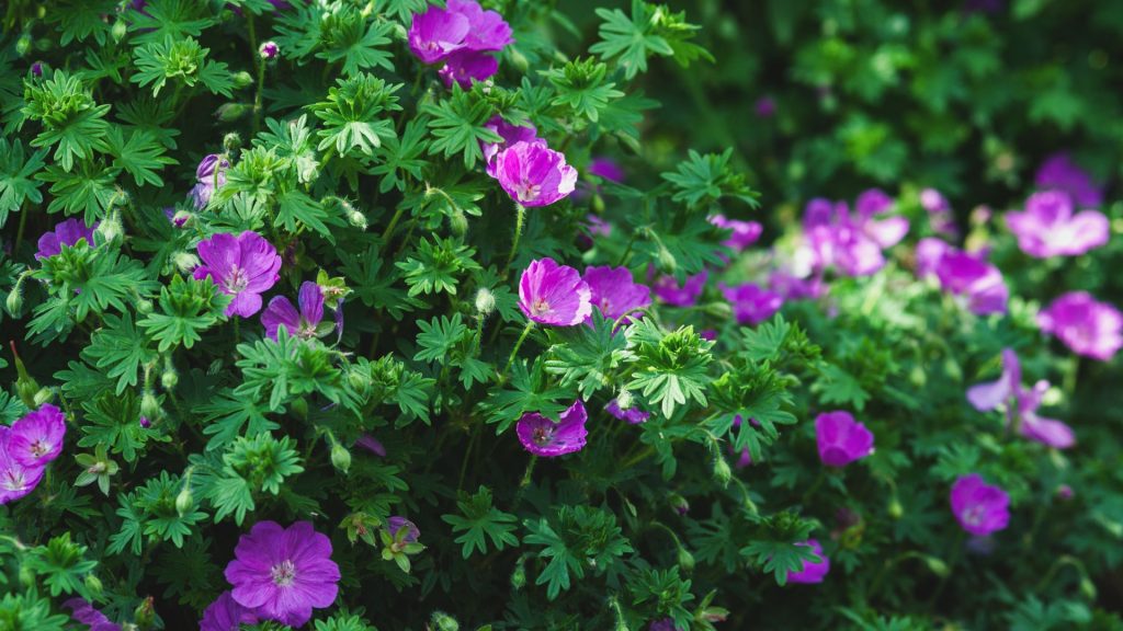 Géranium vivace rose couvre-sol anti-mauvaises herbes