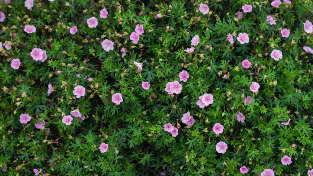 Géranium couvre-sol rose bloquant les mauvaises herbes