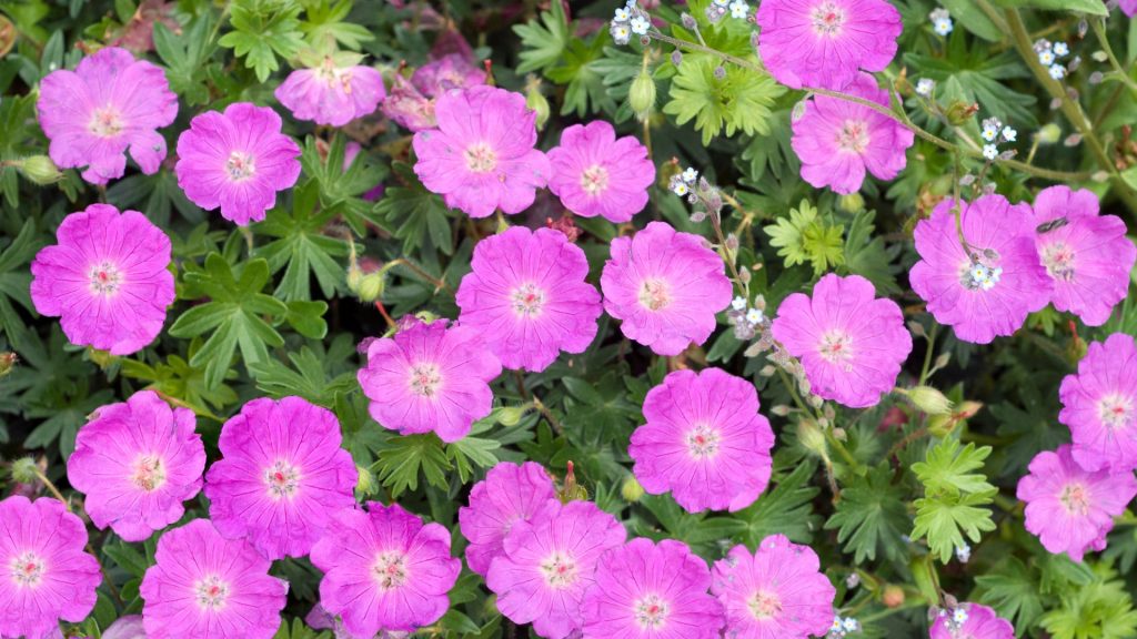 Géranium couvre-sol rose bloquant les mauvaises herbes