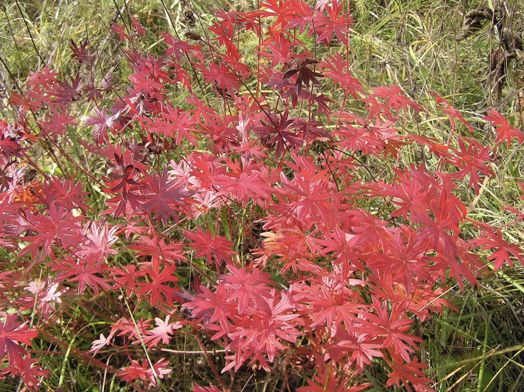 Géranium vivace rouge couvre-sol anti-mauvaises herbes