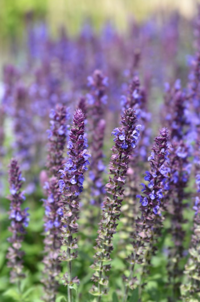 Salvia couvre-sol violet anti-mauvaises herbes