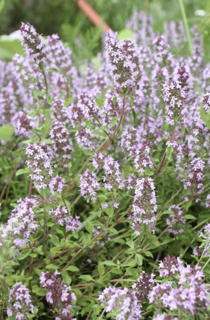 Thym rampant fleurs roses couvre-sol anti-mauvaises herbes