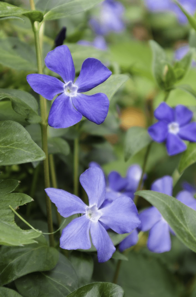 Pervenche bleue couvre-sol anti-mauvaises herbes en gros plan