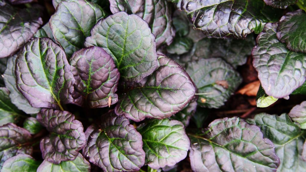 Plante couvre-sol pourpre anti mauvaises herbes