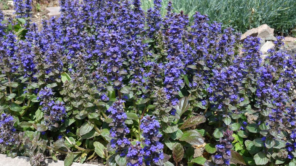 Ajuga reptans en fleurs bleues formant un tapis couvre-sol naturel