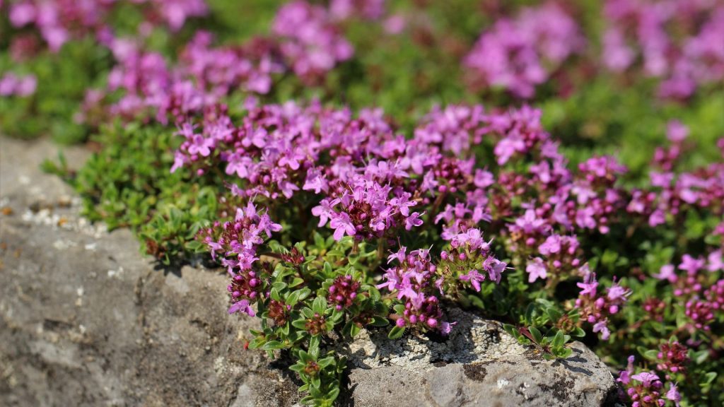 Thym rampant rose contre les mauvaises herbes