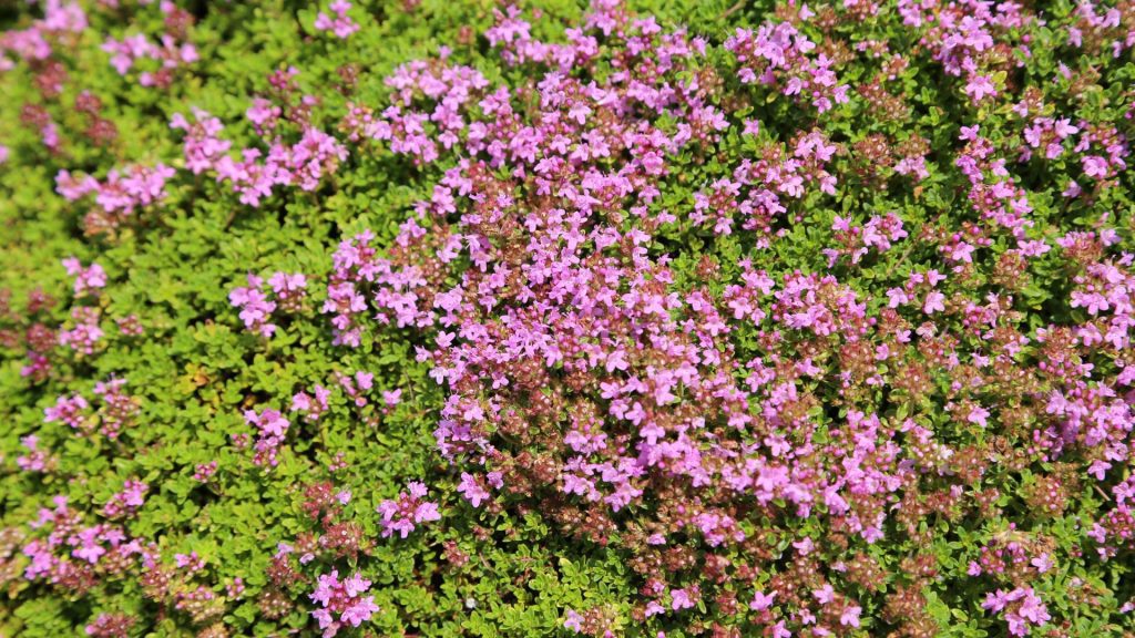 Thym rampant rose anti-mauvaises herbes