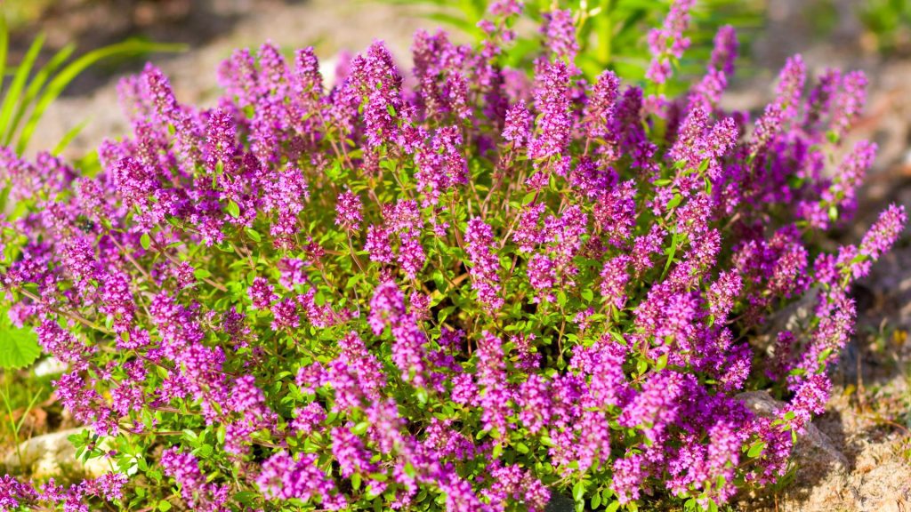 Tapis fleuri de thym couvre-sol