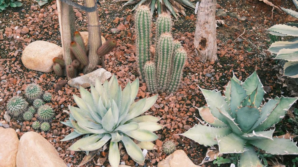 Agaves en rocaille résistantes au gel et à la sécheresse pour jardin sec en plein soleil sans arrosage