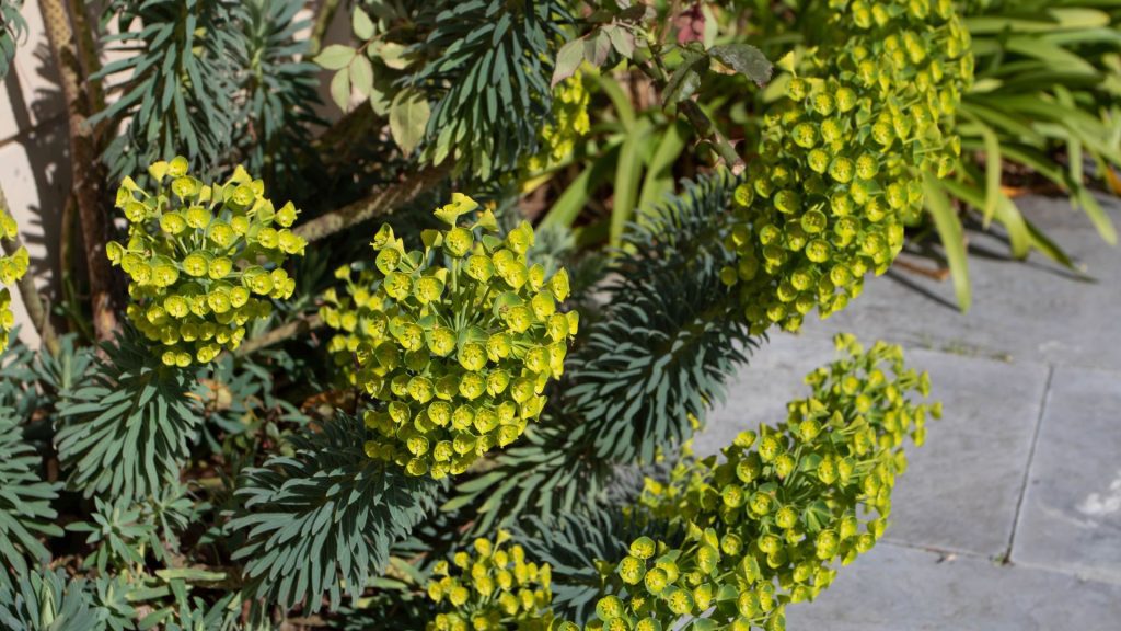 Euphorbia aux couleurs jaune et vert  résistante à la sécheresse pour jardin en plein soleil sans arrosage