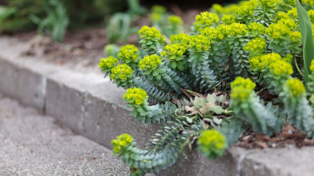 Euphorbia vert résistante à la sécheresse pour jardin en plein soleil sans arrosage