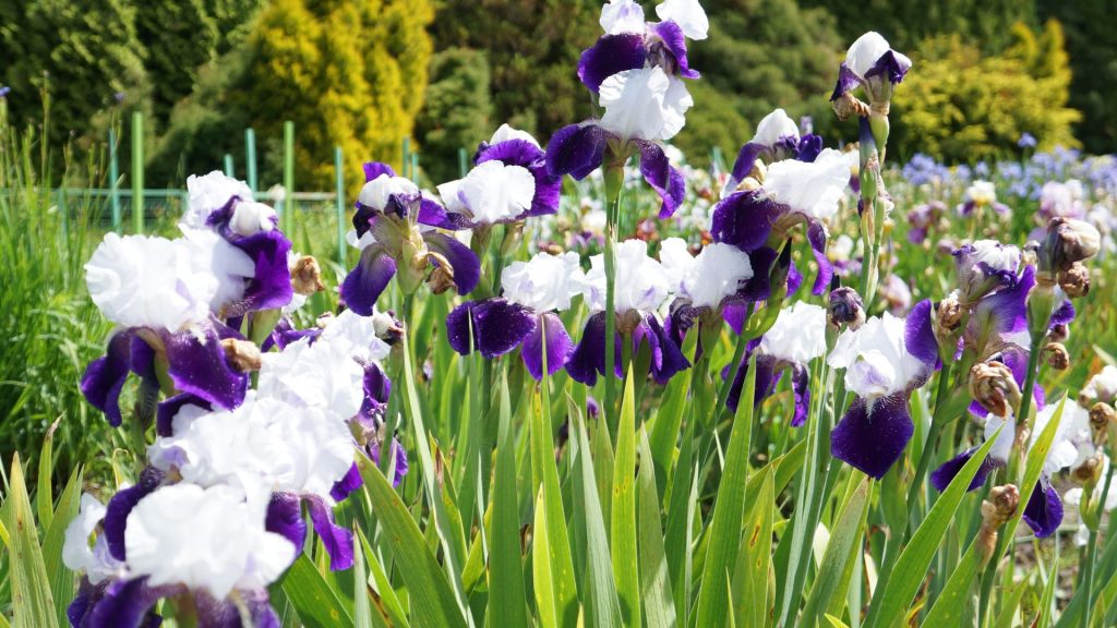 Iris blancs et violets résistantes au gel et à la sécheresse pour jardin sec en plein soleil sans arrosage