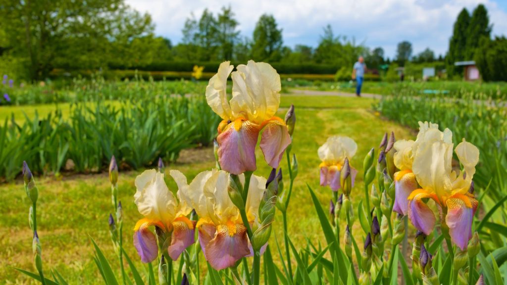 Iris jaunes résistantes au soleil et à la sécheresse pour jardin sans arrosage