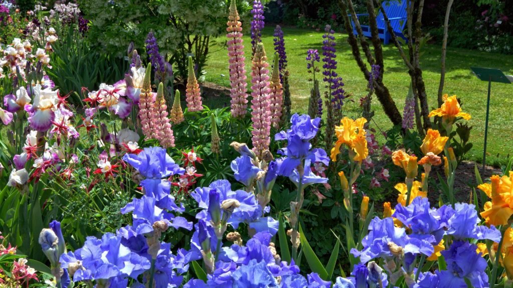 Iris aux couleurs bleues et jaunes résistantes à la sécheresse pour jardin en plein soleil sans arrosage