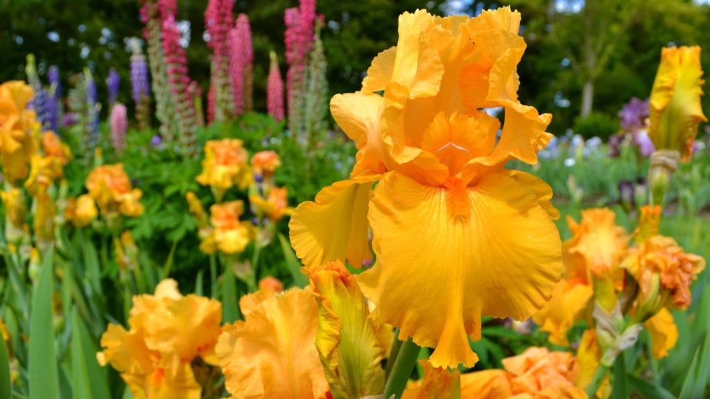 Iris jaunes orangés résistantes à la sécheresse pour jardin en plein soleil sans arrosage