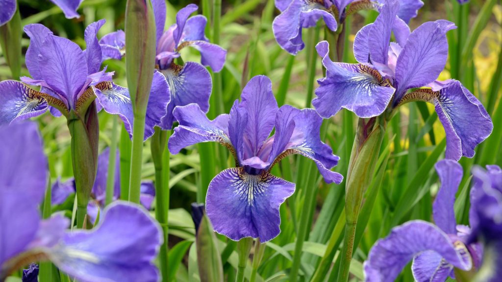 Iris violets résistantes à la sécheresse pour jardin sec en plein soleil sans arrosage