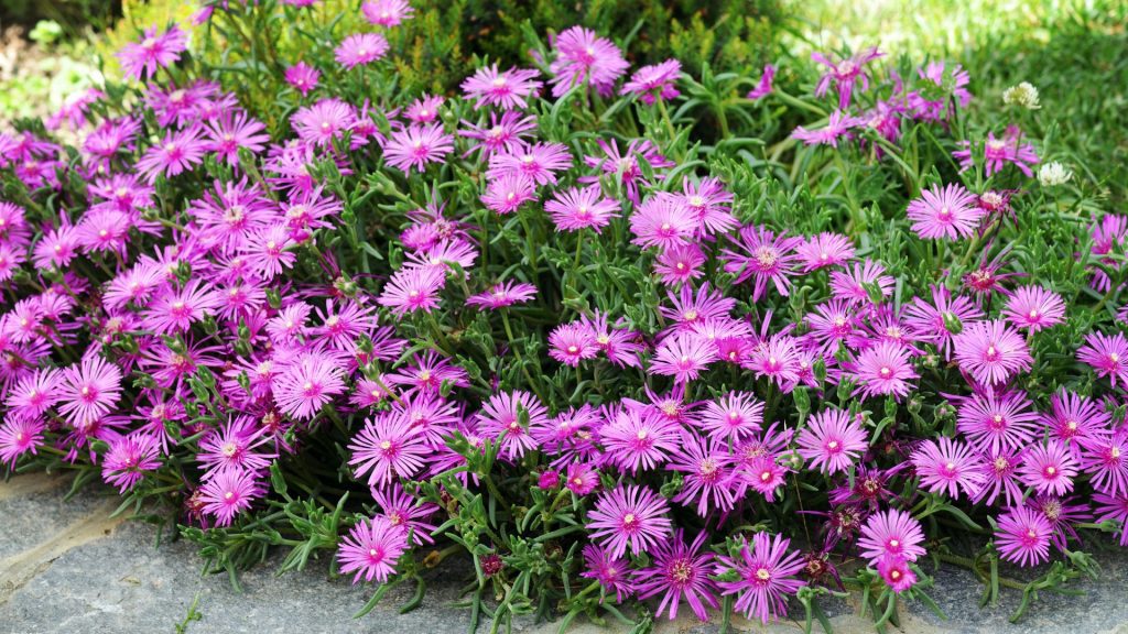 Délosperma en couvre-sol résistante à la sécheresse pour massif en plein soleil sans arrosage
