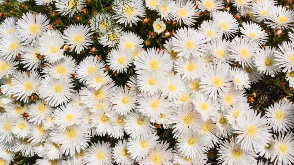 Délosperma blanc résistante à la sécheresse pour jardin en plein soleil sans arrosage