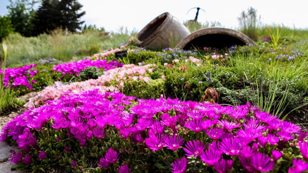 Délosperma violet en couvre-sol résistante à la sécheresse pour jardin sec en plein soleil sans arrosage