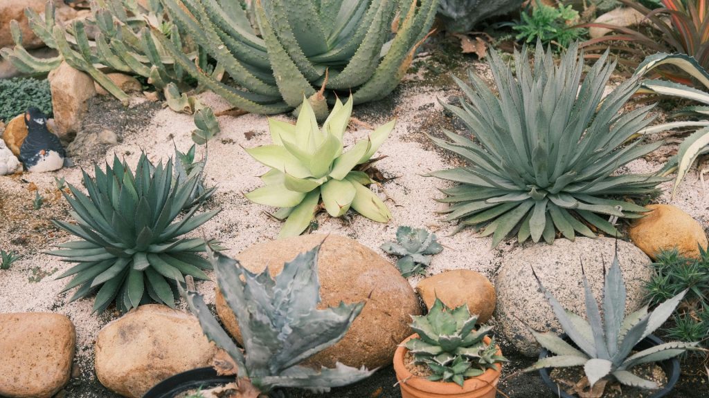 Collection d'agaves en pots plantes résistantes à la sécheresse pour jardin en plein soleil sans arrosage