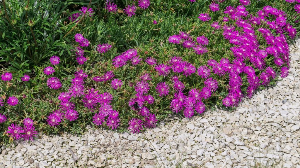 Délosperma en couvre-sol résistante à la sécheresse pour massif en plein soleil sans arrosage