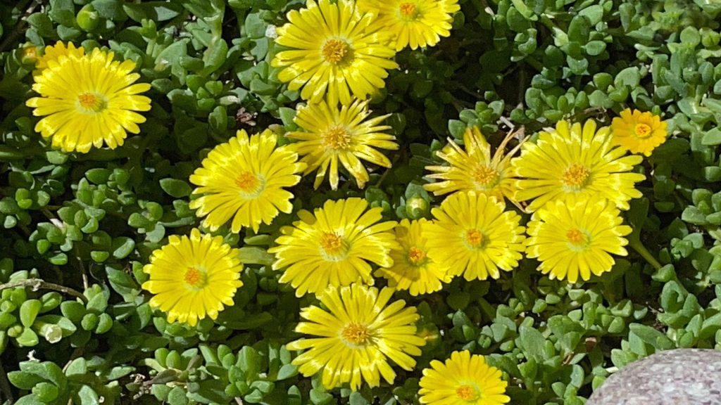 Délosperma jaune résistante au gel pour jardin en plein soleil sans arrosage