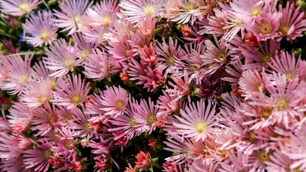 Délosperma rose  résistante à la sécheresse pour jardin en plein soleil sans arrosage